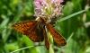 Boloria sp.